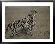 A Mother Cheetah Shelters Her Cubs From Rain by Roy Toft Limited Edition Print
