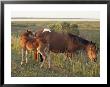 Chincoteague Mare With Foal by Al Petteway Limited Edition Print