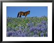 A View Of A Wild Horse In A Field Of Wildflowers by Raymond Gehman Limited Edition Pricing Art Print