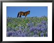 A View Of A Wild Horse In A Field Of Wildflowers by Raymond Gehman Limited Edition Print