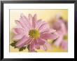 Pink Daisy by Larry Stanley Limited Edition Print