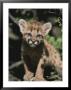 A Captive Mountain Lion Cub (Felis Concolor) Takes A Walk by Tom Murphy Limited Edition Pricing Art Print