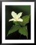 Four Petal White Trillium, Wilderness State Park, Michigan, Usa by Claudia Adams Limited Edition Print