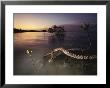 An Eastern Diamondback Rattlesnake Rests On A Mangrove Tree by Chris Johns Limited Edition Pricing Art Print