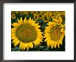 Sunflowers In Field, Tuscany, Italy by Diana Mayfield Limited Edition Print