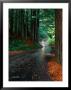Car Driving Down Road Between Trees, Humboldt Redwoods State Park, Usa by Mark & Audrey Gibson Limited Edition Print
