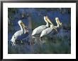 American White Pelicans, Malheur National Wildlife Refuge, Oregon, Usa by William Sutton Limited Edition Print