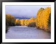 Yakima River And Trees In Autumn, Near Cle Elum, Kittitas County, Washington, Usa by Jamie & Judy Wild Limited Edition Print