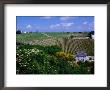 Vineyards And Farmhouses, Chinon, France by Diana Mayfield Limited Edition Print