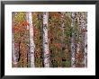 Forest Landscape And Fall Colors, North Shore, Minnesota, Usa by Gavriel Jecan Limited Edition Print