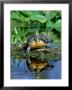 Florida Redbelly Turtle, Sunning, Usa by Stan Osolinski Limited Edition Print