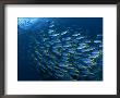 Schooling Blue And Gold Fusilers, Indo-Pacific by Jurgen Freund Limited Edition Print