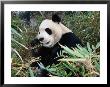 Panda Eating Bamboo In Wolong Valley, Wolong Ziran Baohuqu, Sichuan, China by Keren Su Limited Edition Print
