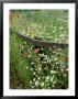 Colourful Planting Of Wildflowers by Ron Evans Limited Edition Print
