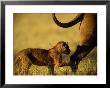 African Lion Cub (Panthera Leo) Follows Its Mother by Beverly Joubert Limited Edition Print