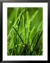 Blades Of Grass With Dewdrops by Dirk Olaf Wexel Limited Edition Print