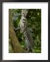 Ocelot (Felis / Leopardus Pardalis) Amazon Rainforest, Ecuador by Pete Oxford Limited Edition Print