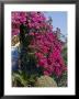 Bougainvillea, Greece by R H Productions Limited Edition Print