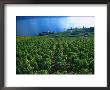Grape Vineyards, Lake Geneva, Switzerland by Phyllis Picardi Limited Edition Print
