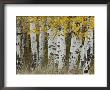 Aspen Trees In Autumn, Grand Teton National Park, Wyoming, Usa by Rolf Nussbaumer Limited Edition Print