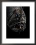 Fangtooth, Bathypelagic Fish (Anoplogaster Cornuta), Deep Sea Atlantic Ocean by David Shale Limited Edition Print
