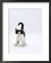 Domestic Cat, 4-Month, Black-And-White Kitten by Jane Burton Limited Edition Pricing Art Print