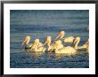 American White Pelican, Flock, Mexico by Patricio Robles Gil Limited Edition Print