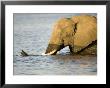 African Elephant, Adult In Water, Botswana by Mike Powles Limited Edition Print