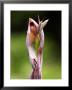 Lesser Tongue Orchid, Flowers Close Up, Uk by David Clapp Limited Edition Print