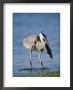 Great Blue Heron With A Fish In Its Mouth by Roy Toft Limited Edition Print