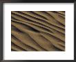 Close-Up Of A Sparkling Sand Dune by David Boyer Limited Edition Print