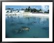 Green Sea Turtles, Turtle Farm, Grand Cayman by Anne Flinn Powell Limited Edition Pricing Art Print