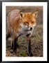 Red Fox, Head On Full-Body Portrait, Lancashire, Uk by Elliott Neep Limited Edition Print