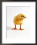 Yellow Chick by Jane Burton Limited Edition Print
