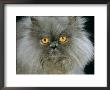 Domestic Cat, Blue Persian Longhair by Jane Burton Limited Edition Pricing Art Print