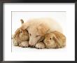 White German Shepherd Dog Puppy And Sandy Lop Baby Rabbits by Jane Burton Limited Edition Pricing Art Print