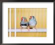 Spotted Sided Zebra Finches, Pair In Cage (Poephila / Taeniopygia Guttata) by Reinhard Limited Edition Print