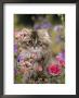 Domestic Cat, Portrait Of Long Haired Tabby Persian Kitten Among Dwarf Roses And Bellflowers by Jane Burton Limited Edition Print