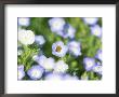 Bee Collecting Nectar From Spring Wild Flower, Santa Barbara Botanical Gardens, Santa Barbara, Usa by Marco Simoni Limited Edition Print