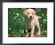 Young Labrador Retriever Portrait by Adriano Bacchella Limited Edition Print