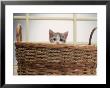 Kitten Peeking Out Of Basket by Leslie Harris Limited Edition Print