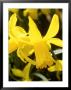 Narcissus, February Gold (Daffodil), Cyclamineus Group by Mark Bolton Limited Edition Print