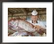 A Restaurant Worker Selects A Fish To Prepare For A Meal by Richard Nowitz Limited Edition Print