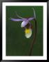 Calypso Orchid, Wilderness State Park, Michigan, Usa by Claudia Adams Limited Edition Print