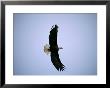 A Bald Eagle Flying by Joel Sartore Limited Edition Print