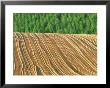 Farm Field After Plowing, Biei, Hokkaido, Japan by Rob Tilley Limited Edition Pricing Art Print