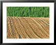 Farm Field After Plowing, Biei, Hokkaido, Japan by Rob Tilley Limited Edition Print