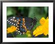 Male Black Swallowtail On Yellow Cosmos, Florida by Maresa Pryor Limited Edition Print
