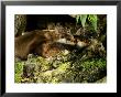 Pair Of Otters Curled Up At Base Of A Willow Tree, Earsham, Uk by Elliott Neep Limited Edition Print