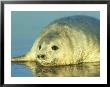 Grey Seal, Young Pup Close Up, Uk by Mark Hamblin Limited Edition Print